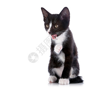 黑白小猫舔嘴唇哺乳动物尾巴毛皮眼睛猫科农场耳朵婴儿黑色爪子图片