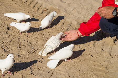 喂养鸽子食物面包屑公园白色动物水平手臂鸟类图片