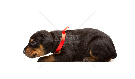 红丝带的多伯曼小狗工作室犬类友谊猎犬丝带警卫女性动物忠诚黑色图片