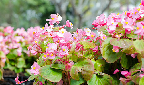 非洲郁金香树植物群叶子花瓣园艺热带场地生物郁金香季节异国图片