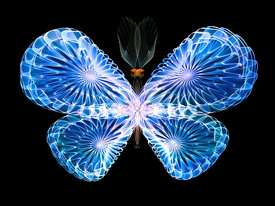维维多蝴蝶创造力装饰品想像力奉承花园动物触角几何学元素翅膀图片