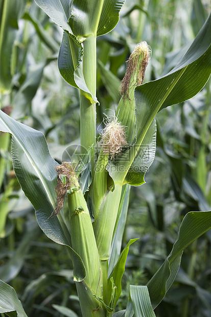 cob 蜘蛛绿色蔬菜农业乙醇玉米农村植物树叶农场叶子图片