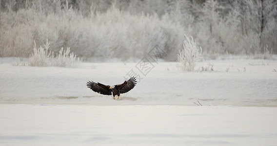秃鹰登陆猎人野生动物航班蓝色羽毛海藻翅膀自由捕食者天空图片