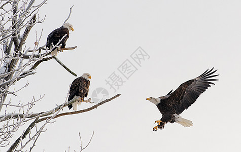 秃鹰登陆猎人翅膀飞行航班天空观鸟动物蓝色野生动物速度图片