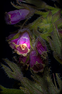 孔frey鲜花黑色植物群花序紫色医疗荒野药品植物学蓝色宏观图片