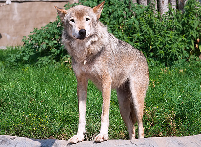 狼狼疮犬类哺乳动物灰色野生动物食肉毛皮动物园猎人动物图片