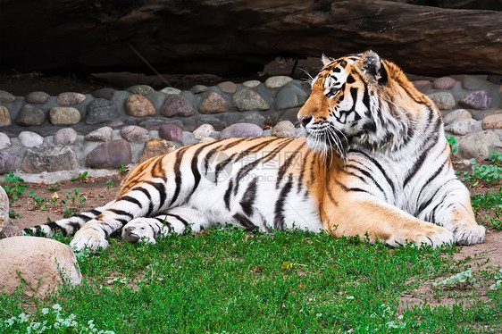 老虎侵略猫科动物动物荒野食肉危险动物园猎人捕食者野猫图片