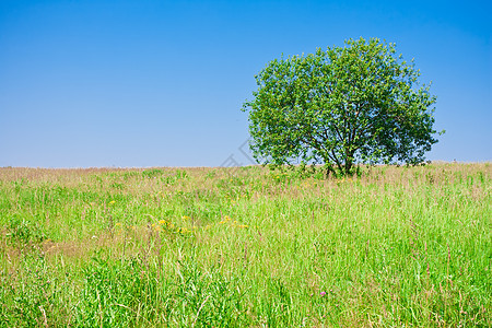 树树和字段国家乡村天空季节草地环境地平线场地晴天牧场图片