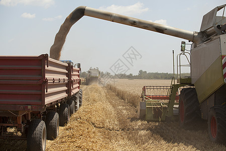 收获植物食物面包拖拉机农场风光田园城市农田小麦图片