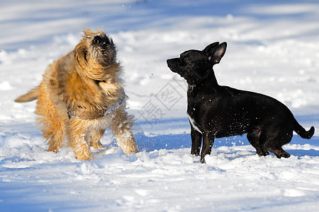 雪中两只狗忠诚白色黑色宠物猎犬短毛动物朋友友谊钳子图片