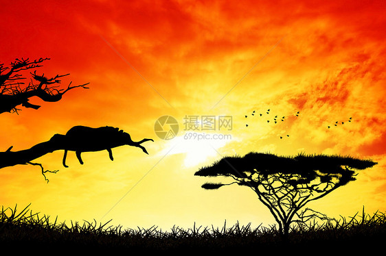 豹型旅游插图阳光地标旅行天空太阳豹属荒野野生动物图片