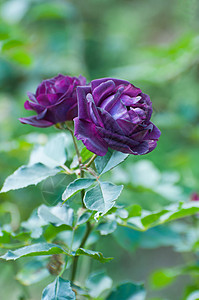 午夜蓝色 棕色玫瑰花在花园里图片