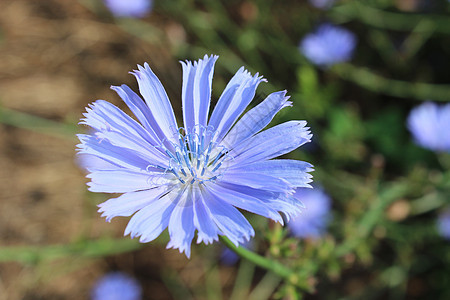 蓝花菊科荒野植物蓝草叶子咖啡野花植物群草本植物药品图片