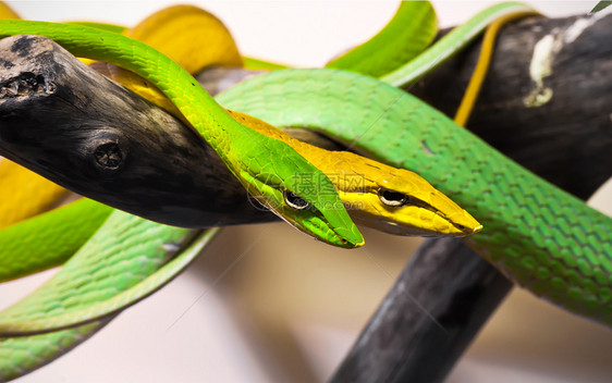 氧纤维蛇爬虫宠物热带野生动物宏观动物脊椎动物口吻动物园生物图片