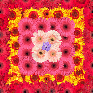 无缝模式来自鲜花墙纸紫色花瓣红色橙子洋甘菊粉色格柏包装植物背景图片