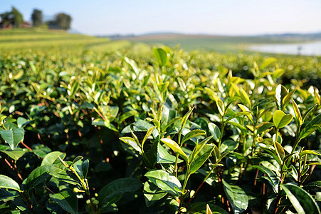 茶叶花园农村农业生长热带植物种植园农场农田叶子场地图片