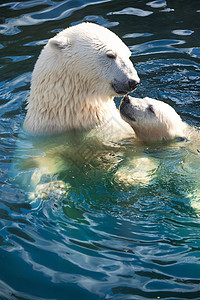 北极熊力量爪子食肉动物濒危自然猎人野生动物毛皮捕食者图片