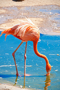 火烈哥公园异国羽毛火烈鸟动物园翅膀脖子热带动物粉色图片