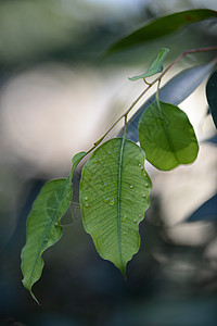 树胶叶花朵剪辑反射分支机构静脉阳光坚果桉树宏观桉树叶图片