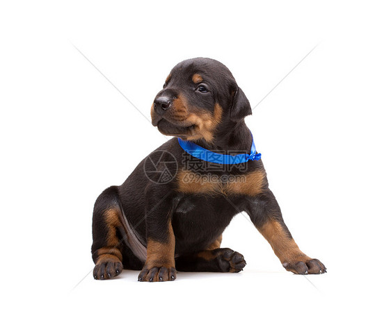 蓝丝带的多伯曼小狗 在白色上被孤立动物犬类蓝色猎犬丝带友谊宠物警卫忠诚黑色图片