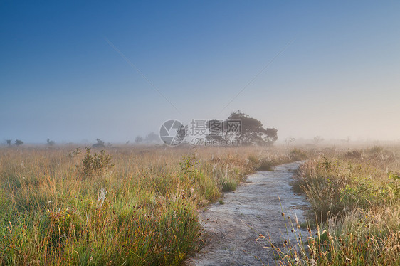 在薄雾的夏日清晨穿过沼泽图片