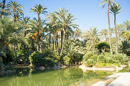阿利坎特棕榈公园植物晴天水平热带民众美化花园阳光池塘植物群图片