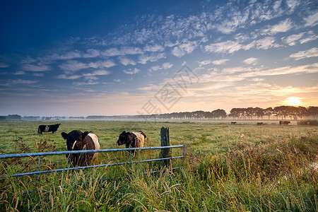 日出时 牛和牛在牧草上图片