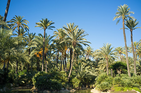 阿利坎特棕榈公园热带美化水平阳光晴天花园植物群植物民众图片