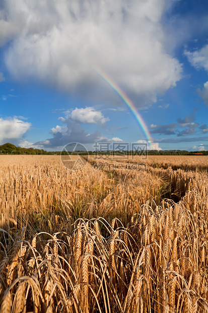 雨后在小麦田上的彩虹图片
