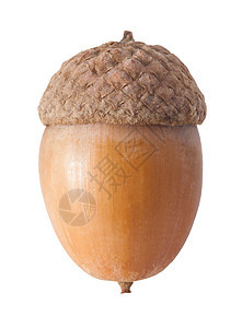 橡果植物生长帽子棕色橡木植物学季节性坚果季节种子图片