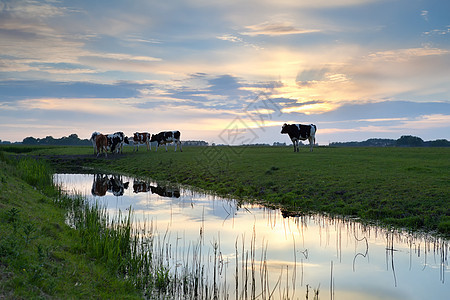 日落时 牧草的牲畜图片