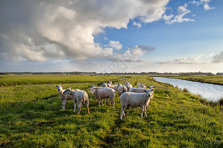 沿河放牧的牧羊天空蓝色农田草地场地农村动物风景牧场晴天图片