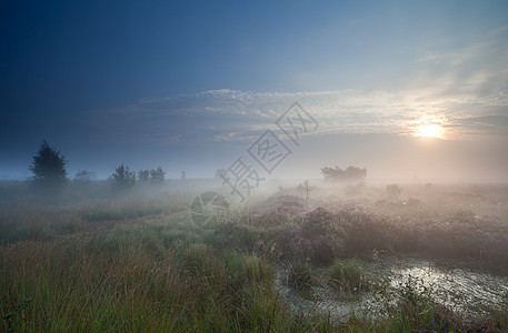 日出时在沼泽上弥漫浓雾图片