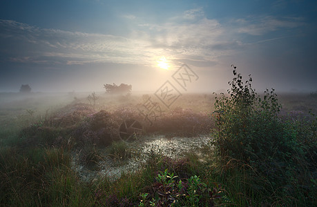 平静的薄雾在沼泽上日出图片