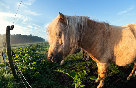 阳光下牧草上可爱的米花小马图片
