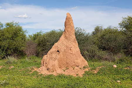 非洲巨大的白蚁丘图片