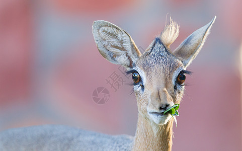 马多夸基尔基男性羚羊荒野喇叭旅行公园国家眼睛野生动物动物图片