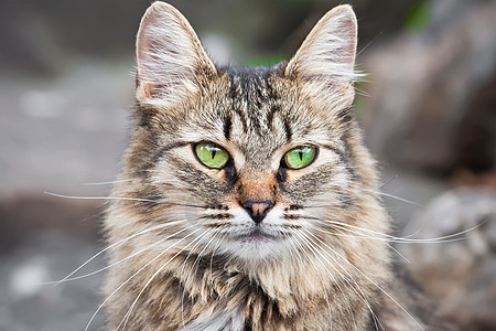 猫类虎斑灰色黑色头发小猫猫科宠物晶须猫咪动物图片