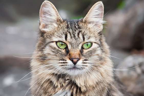 猫类虎斑灰色黑色头发小猫猫科宠物晶须猫咪动物图片