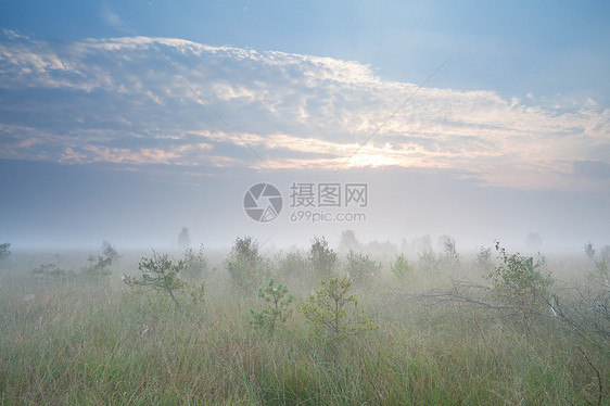 雾在沼泽上日出 有许多小松树图片