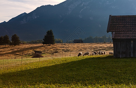 在高山牧场放牧的绵羊高清图片