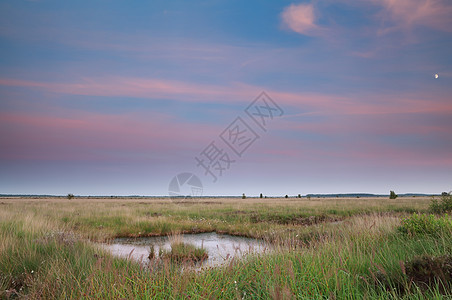 夏季黄昏的沼泽图片