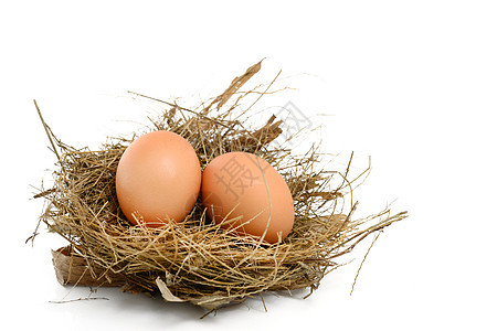 雀巢中的鸡蛋影棚脆弱性主食动物食物巢穴棕色图片