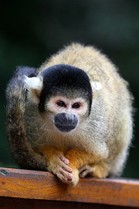 松鼠猴棕色棕褐色动物灵长类荒野毛皮婴儿粉色哺乳动物图片
