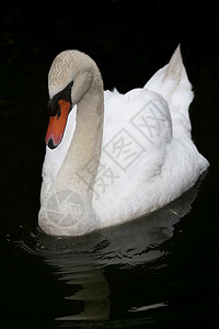美丽的白天鹅反射脖子和平天鹅荒野羽毛游泳自由池塘橙子图片