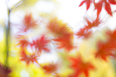 背景背景 红秋叶和白天空模糊红色橙子叶脉黄色色彩摄影季节水平山毛榉叶叶子图片