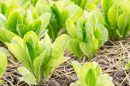 绿色生菜种植农场栽培蔬菜花园生长美食土壤收成园艺沙拉图片