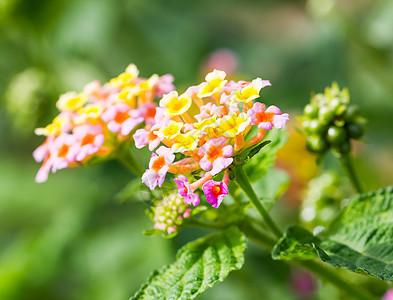 兰塔纳花园季节植物野生动物公园草本植物橙子花瓣树篱园艺图片