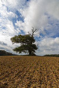 田间有千年的橡树戏剧性橡木农田场地季节天空阔叶植物地标图片