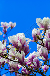 在蓝天上被孤立的 盛开的木兰花花园枝条园艺叶子季节花瓣宏观紫色玉兰植物图片